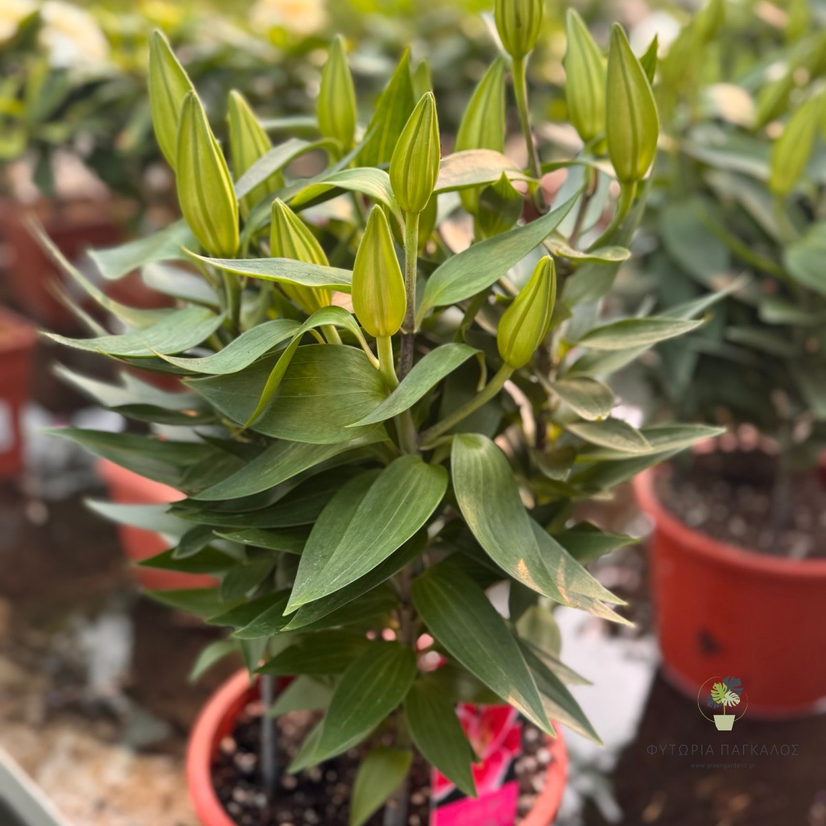 Λίλιουμ (Lilium spp.) - 3